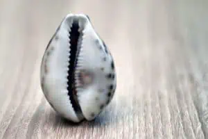 Artificial Vagina