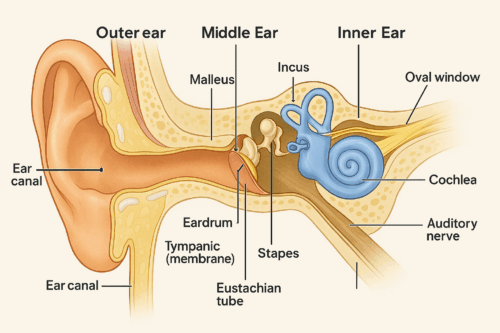 Eargasms Diagram